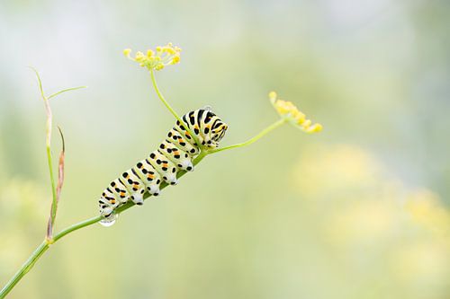 Chenille du papillon du chardon, dans des tons doux de vert et de jaune