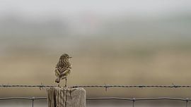 Graspieper overziet zijn territorium