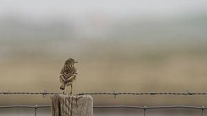 Graspieper overziet zijn territorium