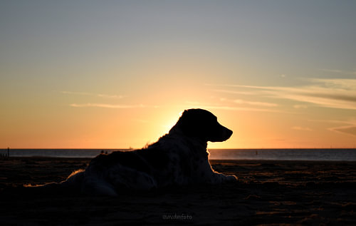 Dog in the sun