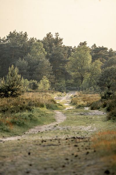 Sentier de randonnée serein dans une lande vallonnée - Maasduinen par Femke Ketelaar