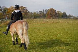 Training with the light brown Haflinger with beige mane