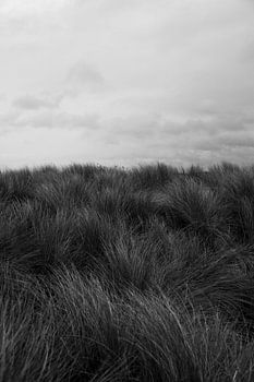 Herbe des dunes 01