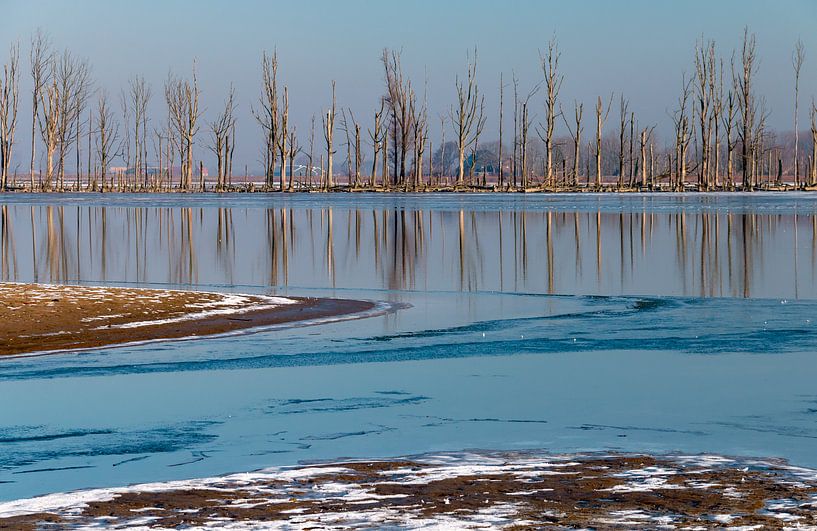 Biesbosch in de winter van Corrie Ruijer