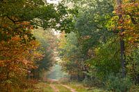 Gewoon in het bos