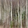 Zoomscape birch forest by Sean Vos