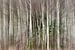 Forêt de bouleaux Zoomscape sur Sean Vos