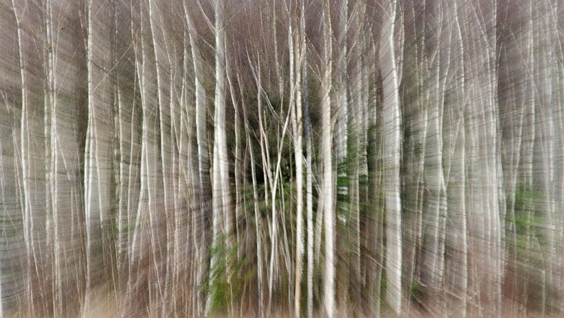 Zoomscape berkenbos van Sean Vos