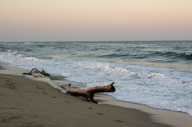 Beach scene with an old wooden tree, driftwood, sea on the island of Corsica, France by Animaflora PicsStock