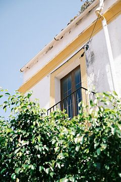 Fenêtre jaune cachée derrière des feuilles dans la ville d'Ibiza