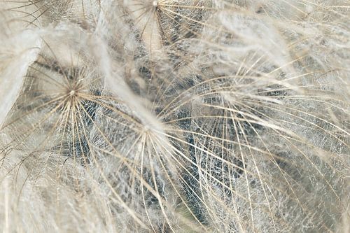 Wiesenbocksbart blau/silber