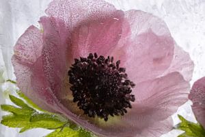 Anemone in kristallklarem Eis 2