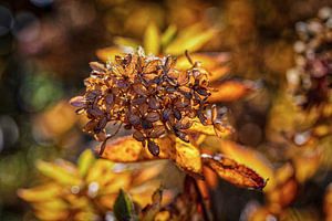 Hortensie