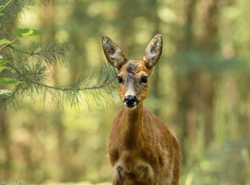 Deer part 1 by Tania Perneel