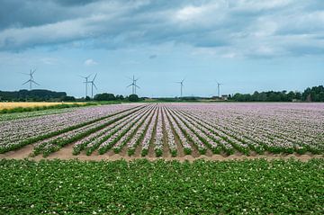 Blumenfelder in den Niederlanden von Werner Lerooy