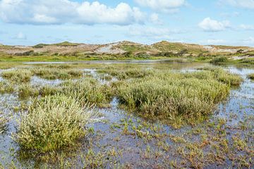 kustduinen Noord-Holland noordhollands duinreservaat van eric van der eijk