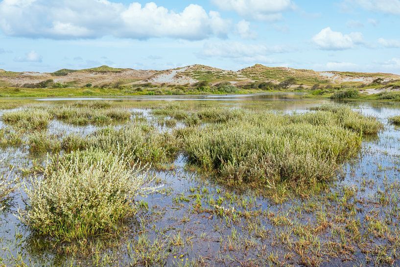 coastal dunes North Holland north Holland dune reserve by eric van der eijk