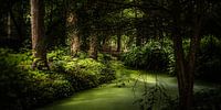 Naturbild eines niederländischen Parks mit alten Bäumen und Gräben