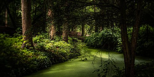 Natuurfoto van een Hollands park met oude bomen en slootjes