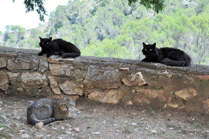Ojos by Fons Hayes