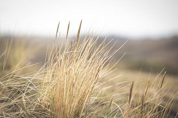 Nahaufnahme von Dünengras an der niederländischen Küste