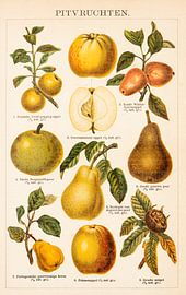 Antieke kleurenlitho met pitvruchten van Studio Wunderkammer