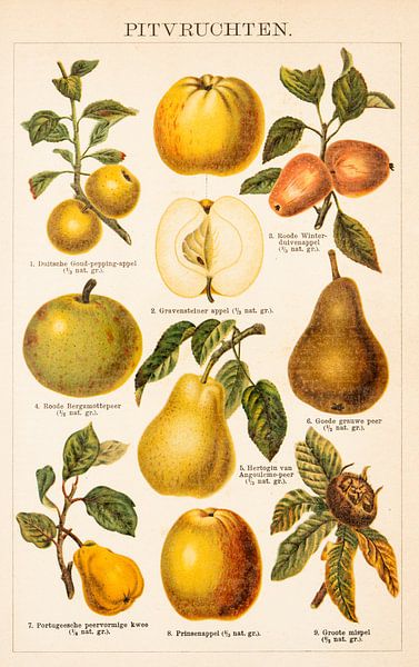 Lithographie ancienne en couleurs avec des fruits à pépins par Studio Wunderkammer