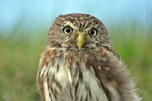 Braziliaanse dwerguil