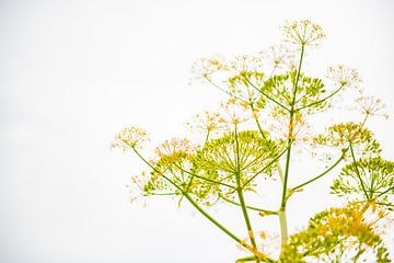 Dromerige venkel bloemen.