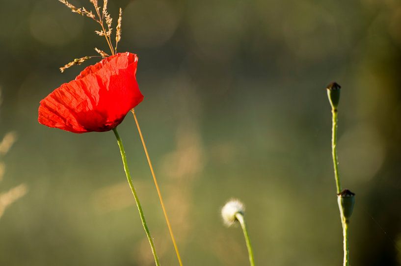 Tender evidence of summer, a poppy in the sun by Margot van den Berg