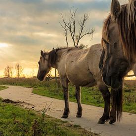 Sjokkende koniks met ondergaande zon sur Anneriek de Jong