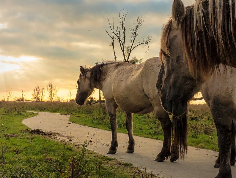 Sjokkende koniks met ondergaande zon by Anneriek de Jong