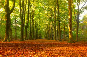 Path through a beech tree forest with brown leafs on the forest  by Sjoerd van der Wal Photography