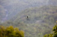 Spinne im Kuranda-Regenwald, Australien von Kees van Dun Miniaturansicht