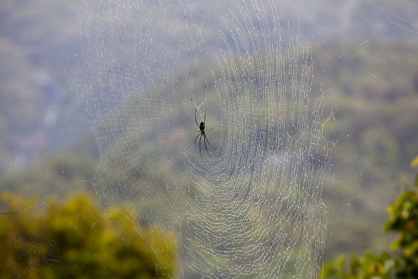 Spinne im Kuranda-Regenwald, Australien von Kees van Dun