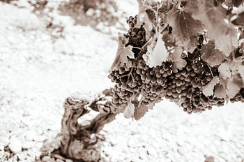 Vine in black and white