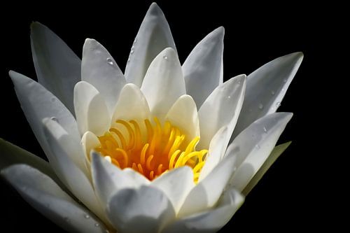 Water lily closeup