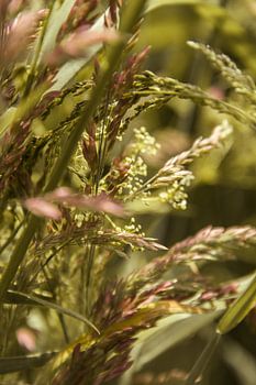 Blumen und Gräser am Wegesrand