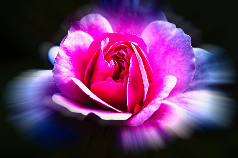 Rose by Rob Boon