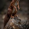 Eichhörnchen sammelt Nüsse von Marjolein van Middelkoop