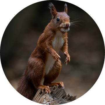 Eekhoorn is nootjes aan het verzamelen