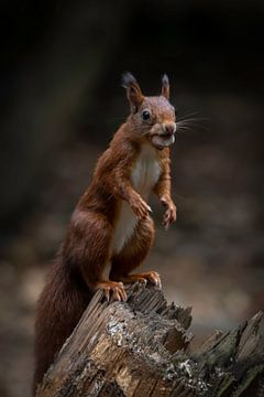 Squirrel is collecting nuts by Marjolein van Middelkoop