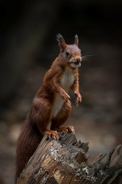 Eichhörnchen sammelt Nüsse von Marjolein van Middelkoop