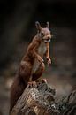 L'écureuil ramasse des noix par Marjolein van Middelkoop Aperçu