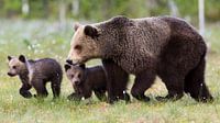 De familie van de bruine beer van Daniela Beyer thumbnail