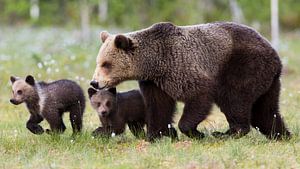Braunbärenfamilie