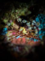 zeepaardje macro 5 mm