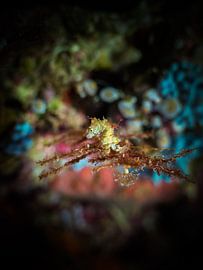 hippocampe macro 5 mm