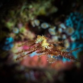 seahorse macro 5 mm by Marc Van den Broeck