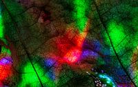colors leaf